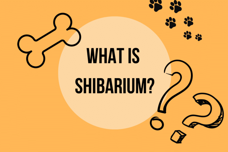 What is Shibarium header image